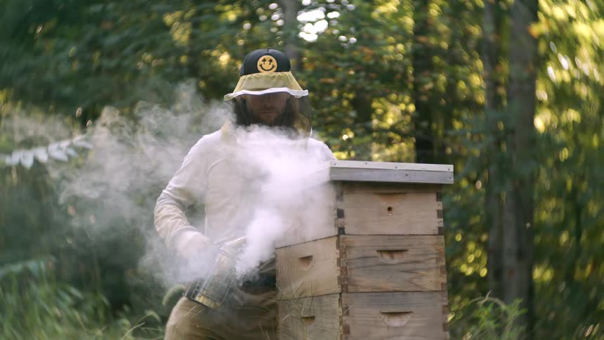 Beekeeper smoking a wood beehive in the wilderness