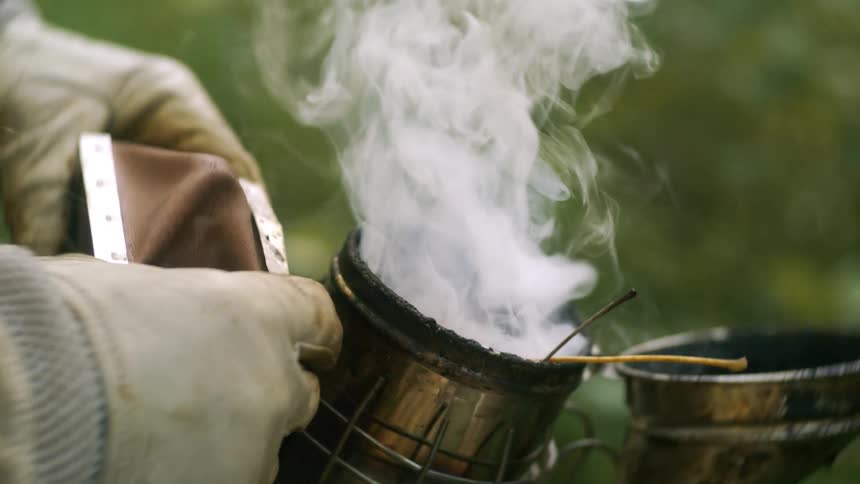 Smoke rising from a smoker used by a beekeeper during hive management
