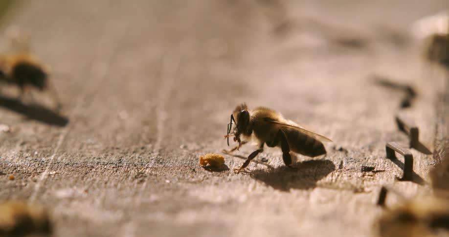 A bee next to some pollen