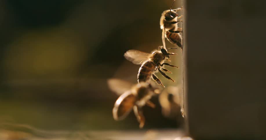 Several bees flying around