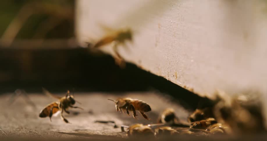 The video is an extreme closeup shot of the entrance to a beehive on a sunny dayhoney bees are actively flying landing and crawling on the hives landing board as they go in and out of the entrance