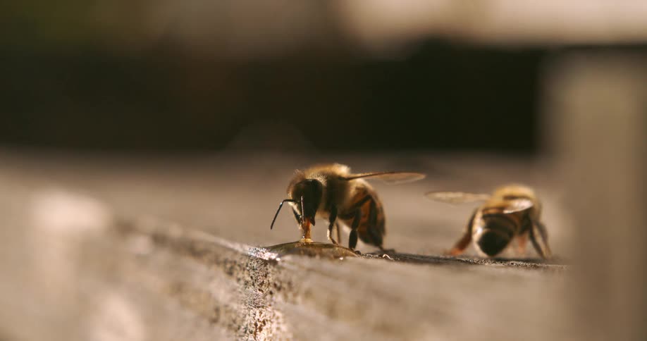 Bees landed on a surface