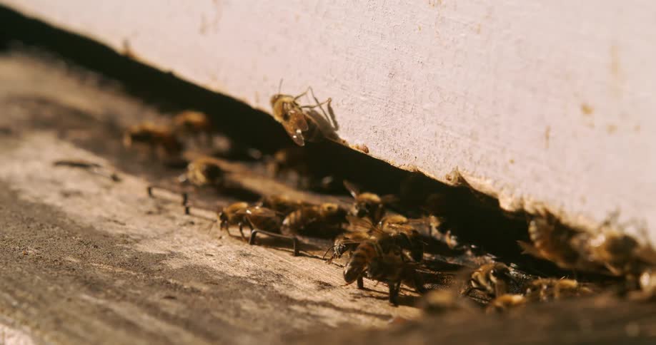 Bees fly towards the bee hive box