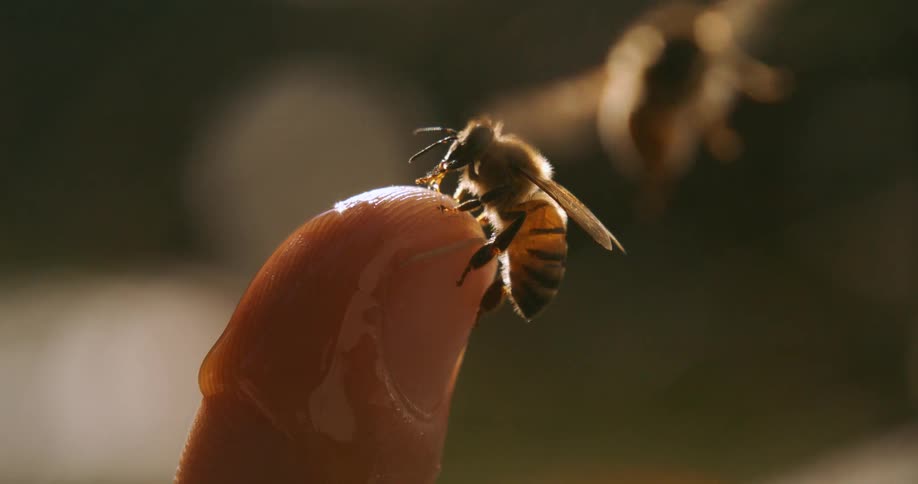 A bee lands on a finger
