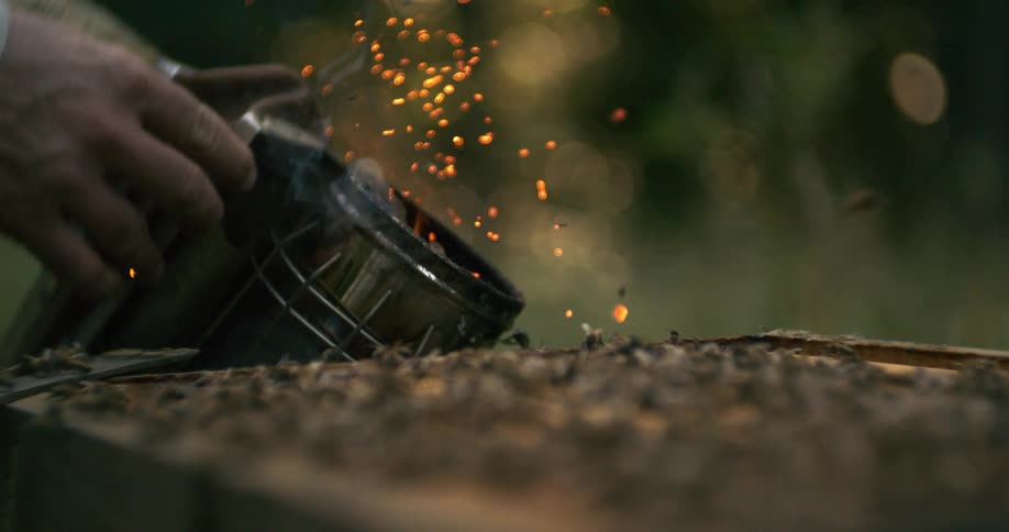 A close view shows the hands of a beekeeper holding a smoker with an open flame over the top of a beehive on a warm sunny day scattering embers