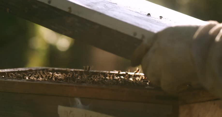 A gloved hand lifts the top of a wooden beehive revealing a bustling colony of bees swarming inside