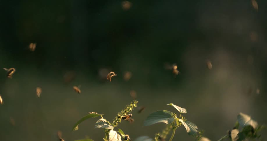 Bees fly around plants illuminated by the soft light of late afternoon