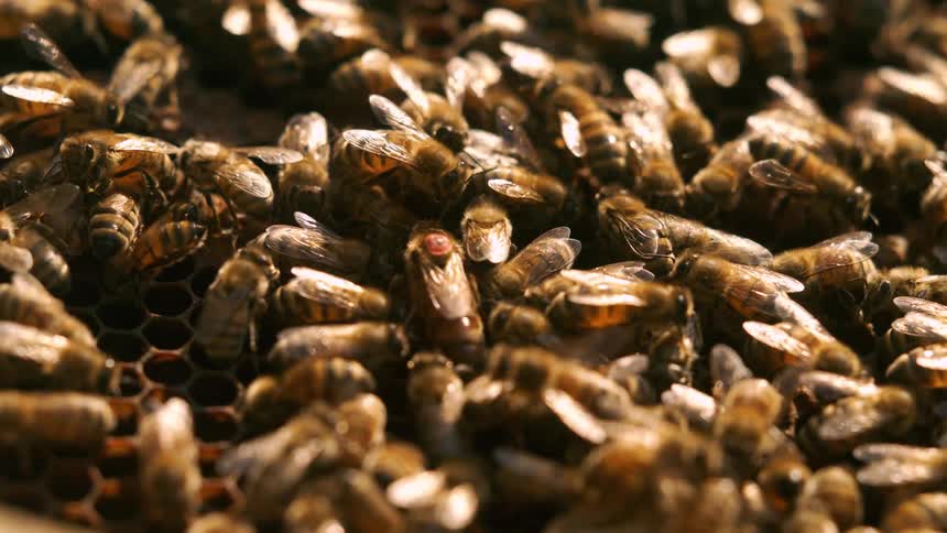 Colony of bees in a bee hive