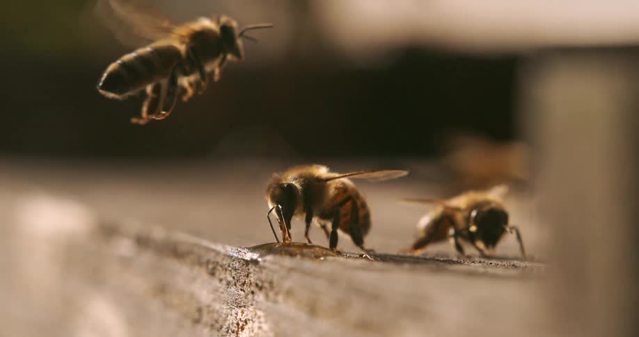 A closeup camera shot shows three bees standing on a wood surface and drinking a liquid