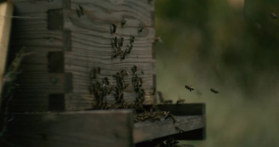Bees swarm a bee box
