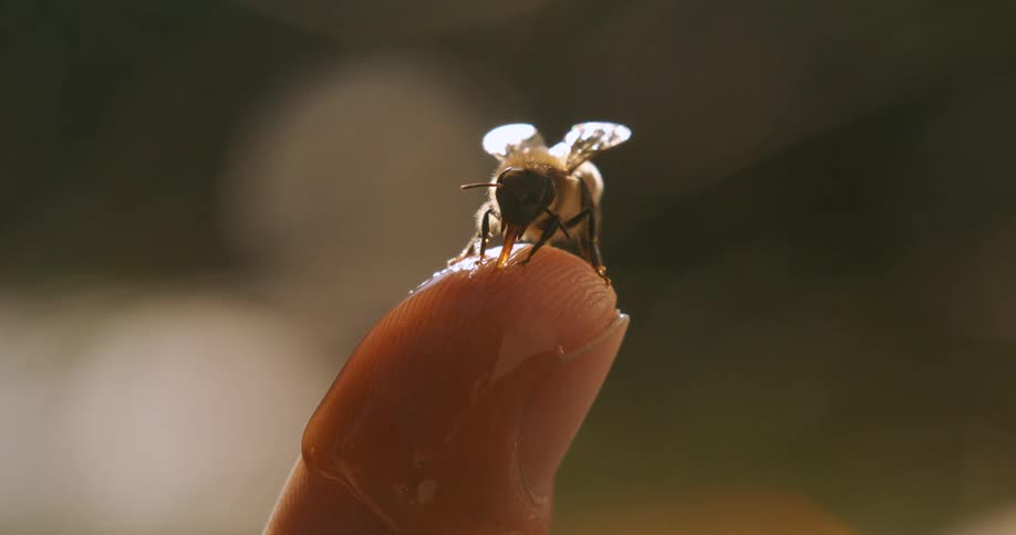 Bee perched on the tip of a honeycovered finger under golden light