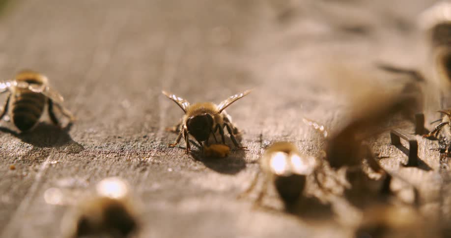 Several bees on some wood