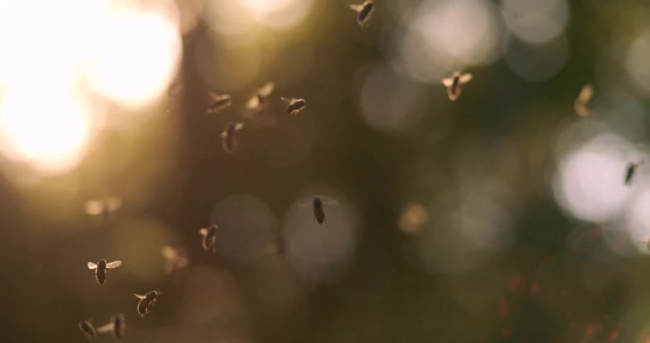 Several bees flying around
