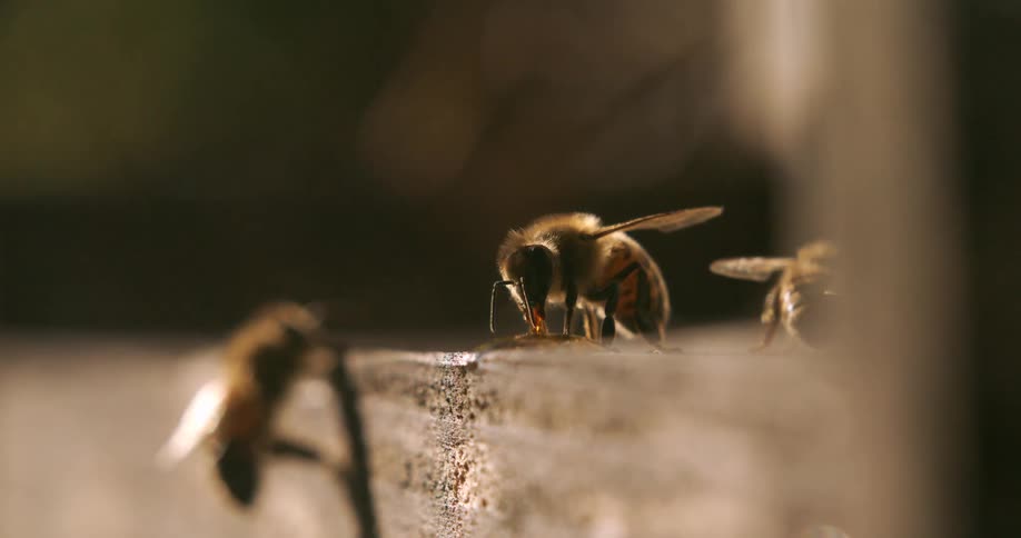 A few bees and some pollen