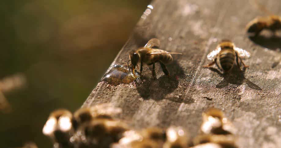 Bees gathered on a wooden surface collecting nectar under golden light