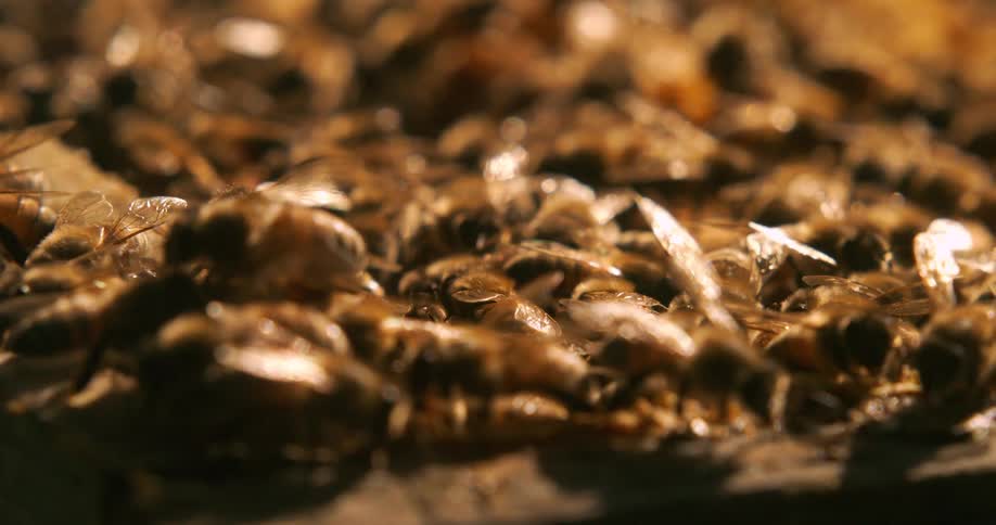 A large colony of bees