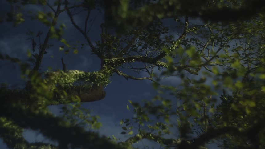A view of tree branches and leaves swaying against a dark blue sky with some clouds