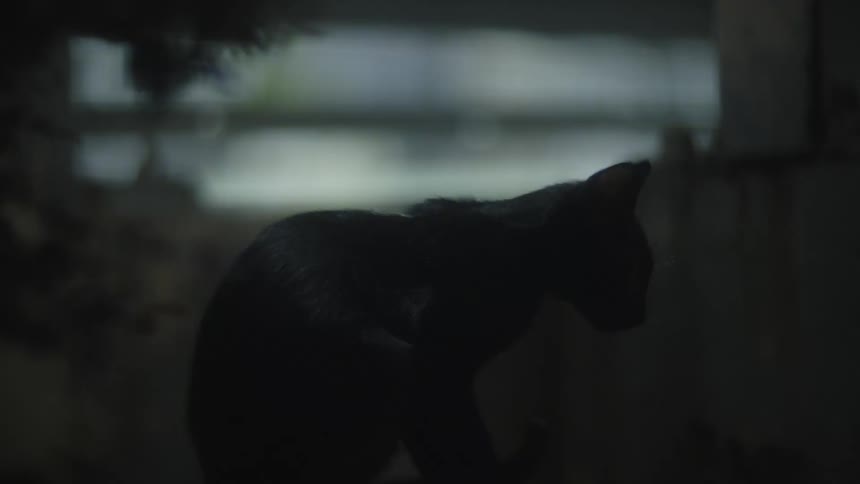 A black cat crouches down