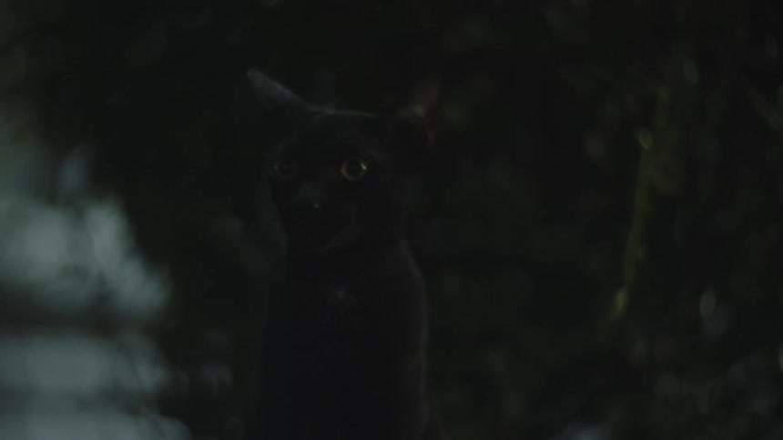 A black cat with yellow eyes