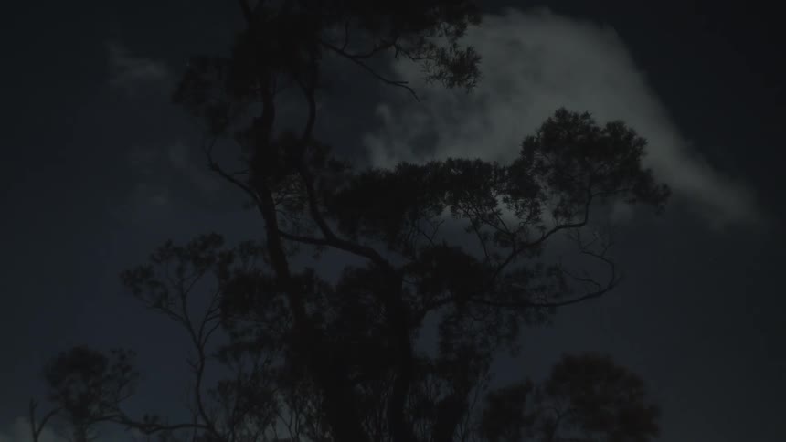 A tree against the night sky