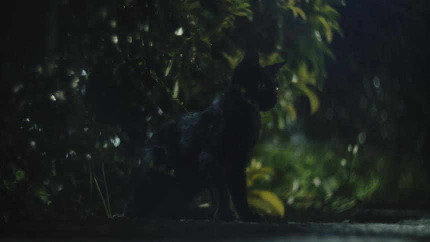 The cat is sitting in the shade