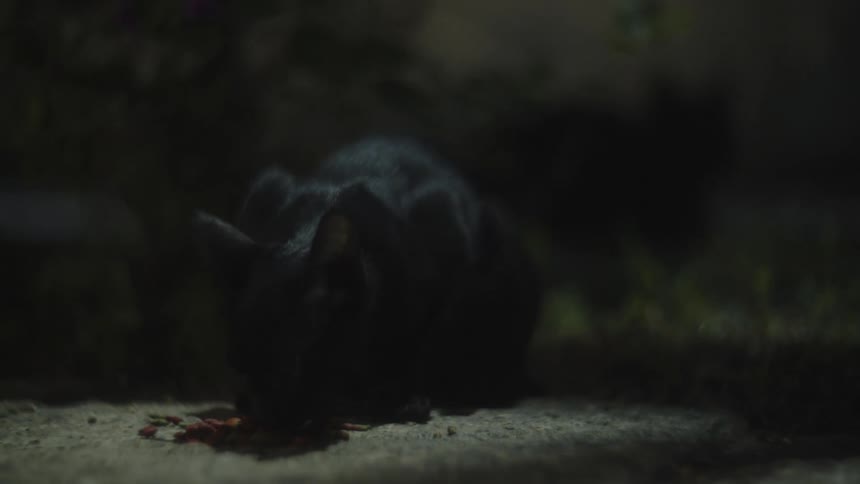 A dark silhouette of a cat slowly moves from a standing position to crouch down and eat dry food scattered on the ground in a dark outdoor scene at night