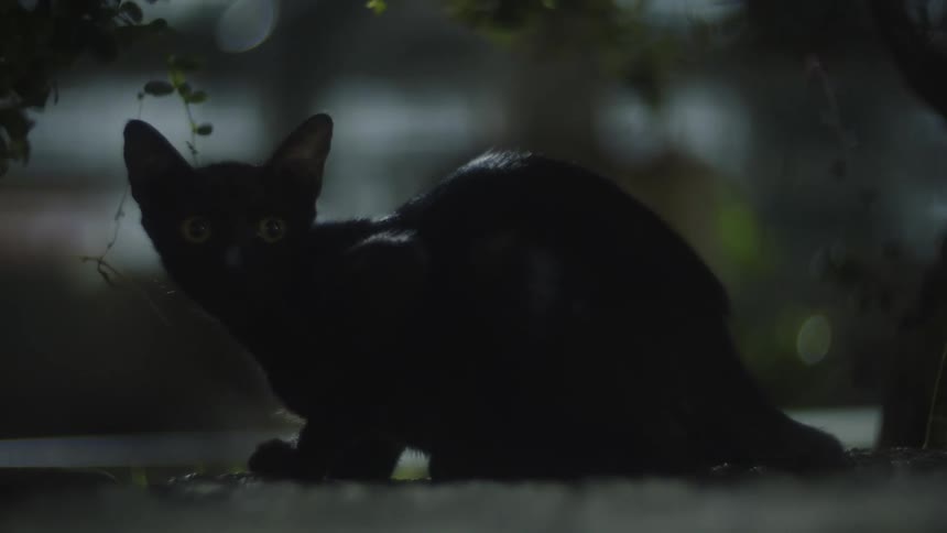 A black cat looks at the camera