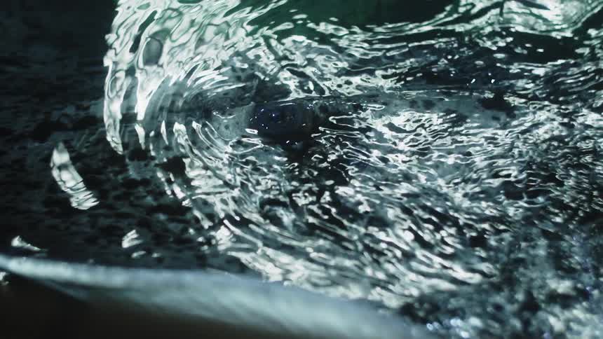 Water swirls around