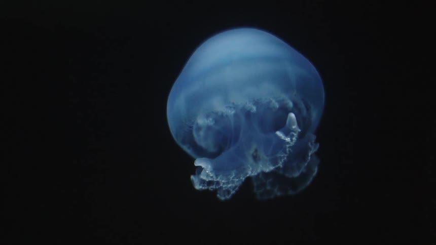 A blue jellyfish