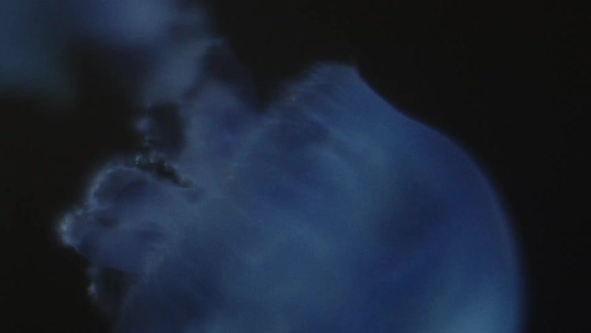 Bluish jellyfish moving gently in a dark aquatic environment
