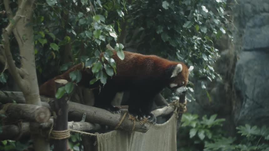 Red panda walking on a wooden structure surrounded by vegetation