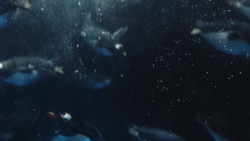 A group of penguins swims under the cold ocean water at midday