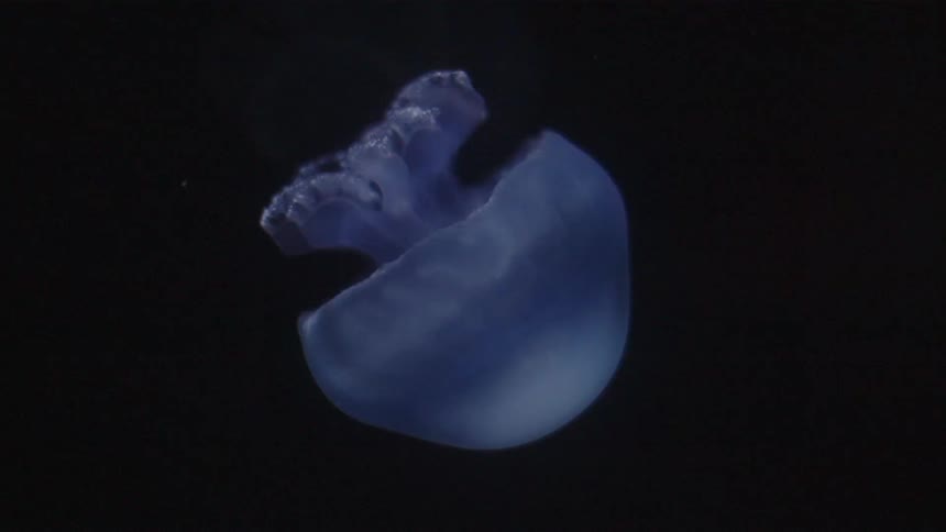 Blue jellyfish floating in dark water