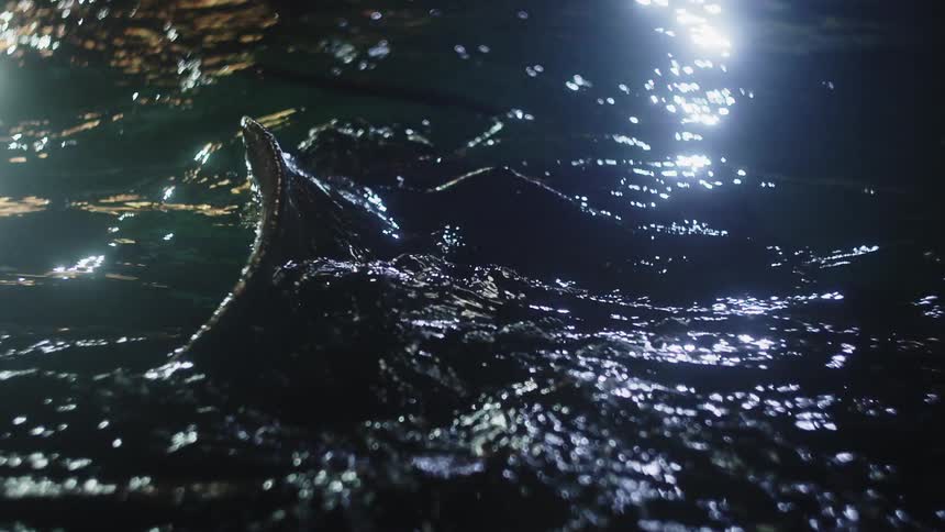 Moonlight reflected on the water