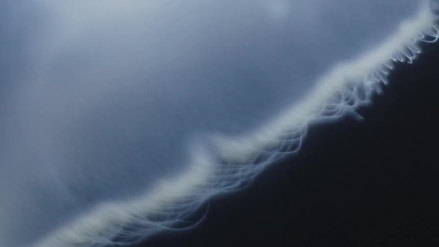 A close up of a white jellyfish