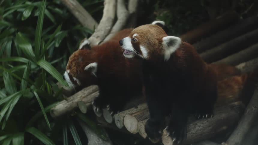 A couple red pandas in their habitat