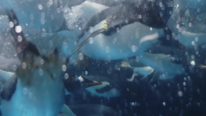 Many penguins swimming underwater