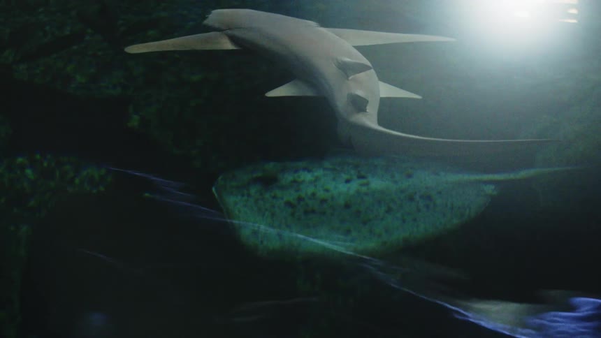 Shark swimming in deep waters near a rocky seabed