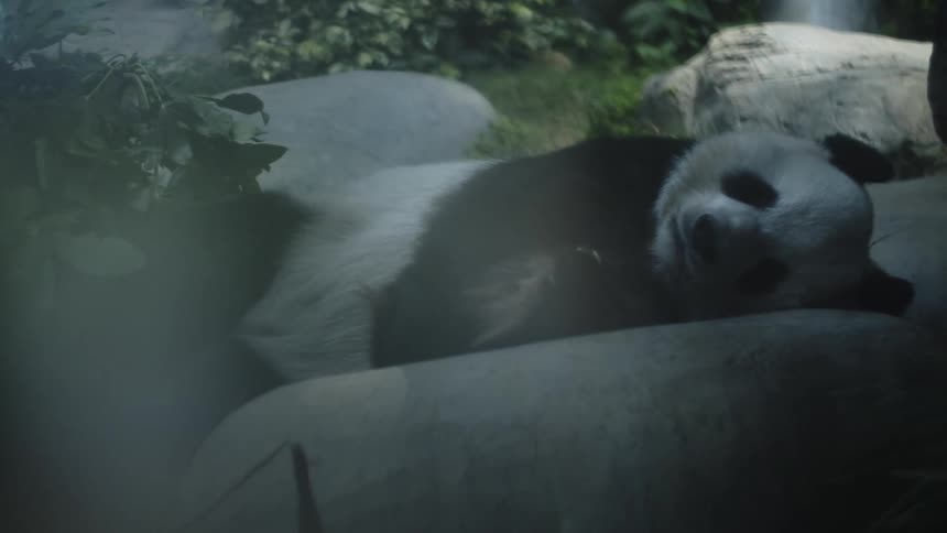 A panda taking a nap