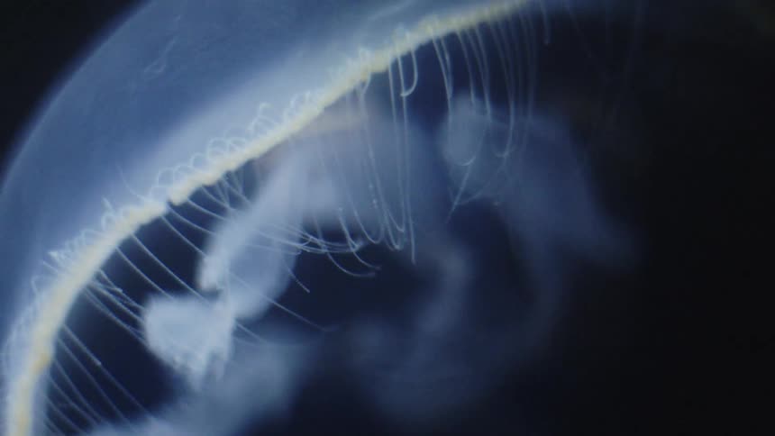 A white jellyfish swimming about