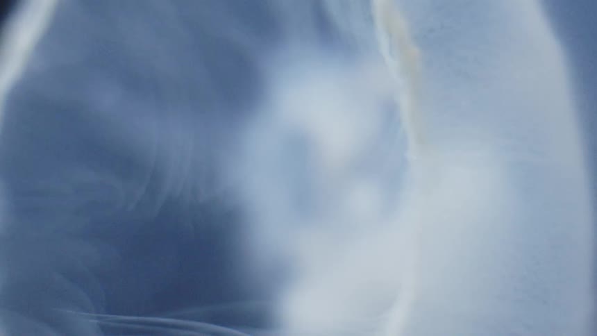 A white jellyfish swimming about