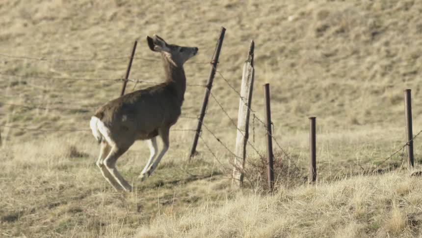 Deer near barbed wire fence on dry sloped terrain