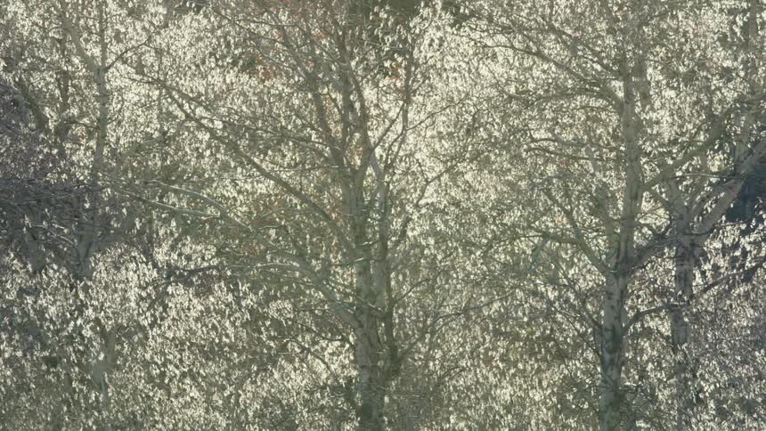 Sunlight shines through the leaves of tall trees