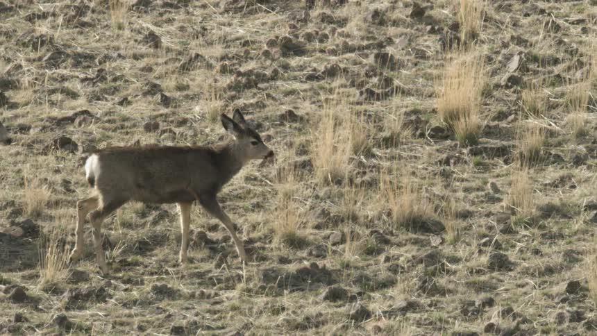 Two deer walking slowly from left to right across a sunlit hillside covered in dry lowgrowing vegetation and patchy tall grass