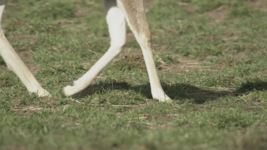 Crossed legs of a deer walking on the grass