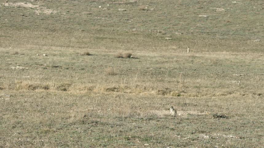 Prairie dogs look around while outside their burrows on an autumn day