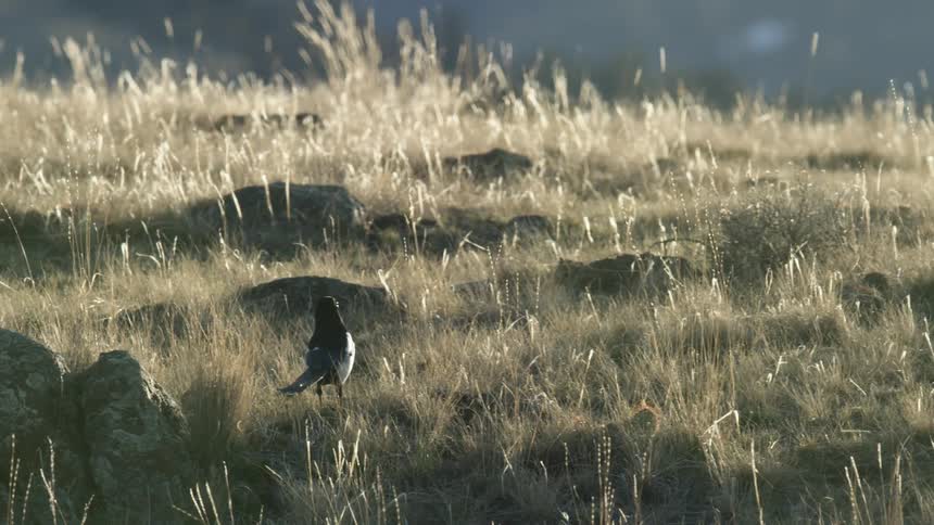 Magpie perched on rock in dry field