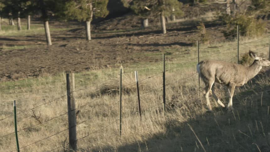 Deer walking near a fence in a rural area