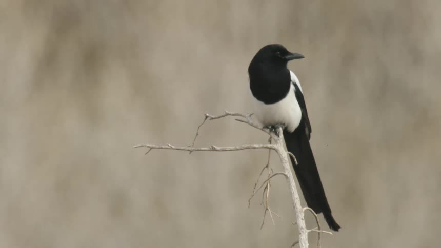 Black and white bird looks around while perching on a leafless branch