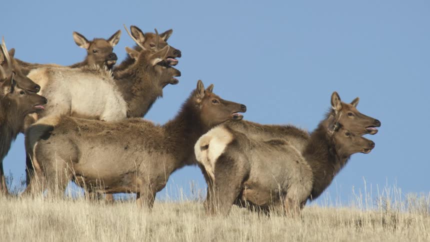 Herd of elks stands together in yellow grass under a clear sky